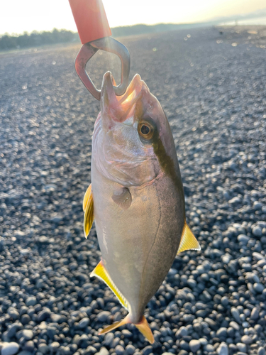 シオの釣果