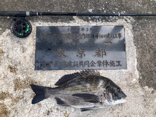 クロダイの釣果