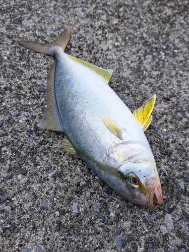 ショッコの釣果