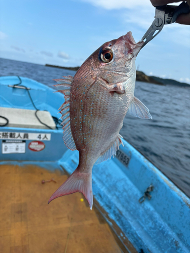 タイの釣果