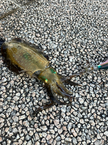 アオリイカの釣果