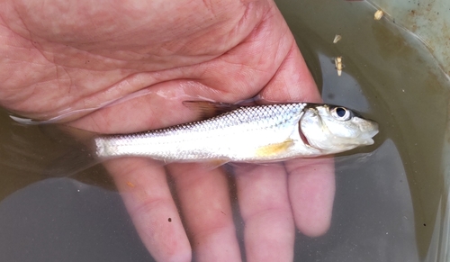 ニゴイの釣果