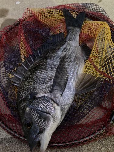 クロダイの釣果