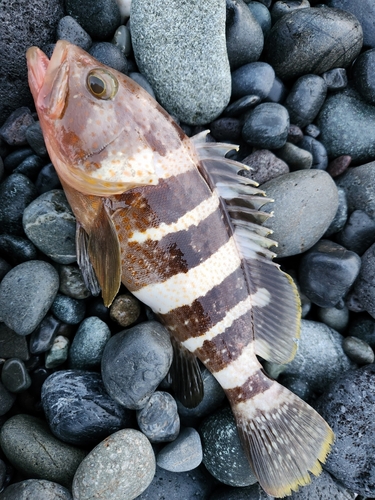 アオハタの釣果