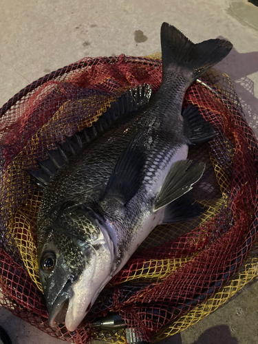 クロダイの釣果