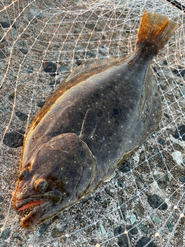 ヒラメの釣果