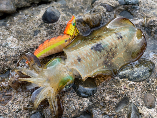 アオリイカの釣果