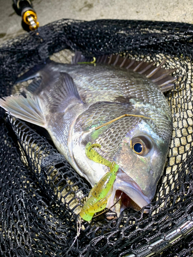 チヌの釣果