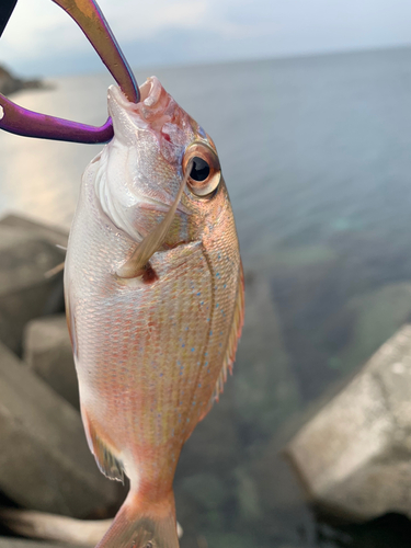 チダイの釣果