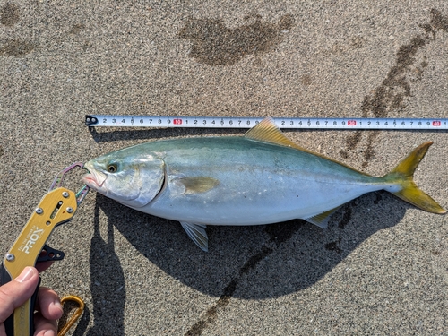 イナダの釣果