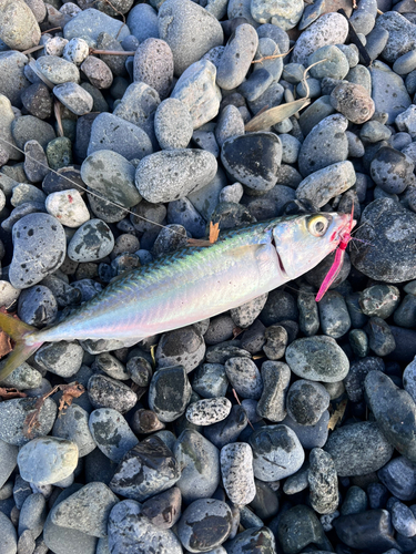 サバの釣果