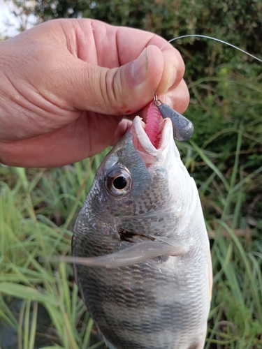 キビレの釣果