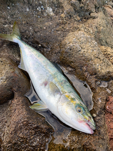 ワカシの釣果