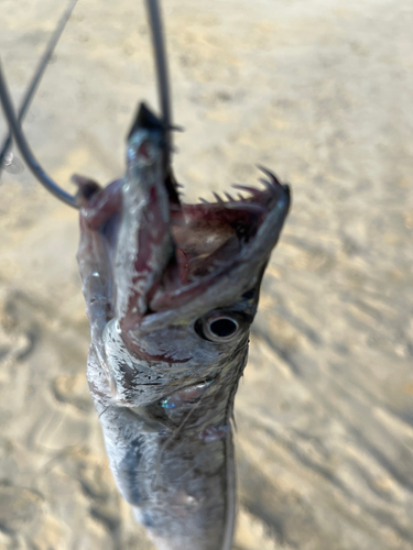 タチウオの釣果