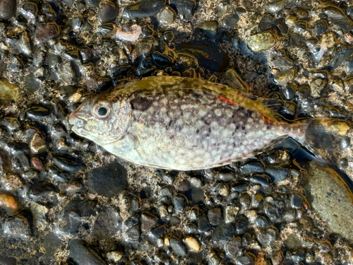 アイゴの釣果