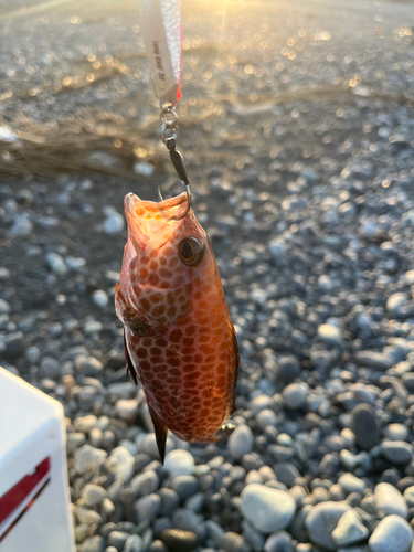 オオモンハタの釣果