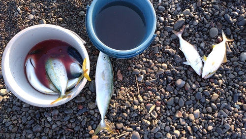 ネイリの釣果