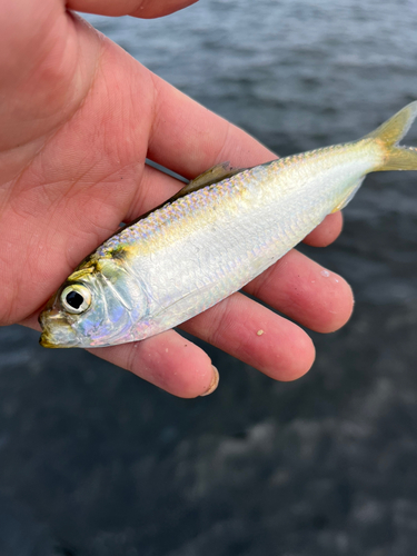 サッパの釣果