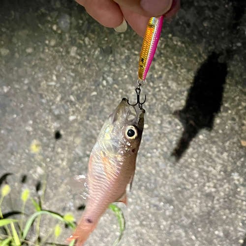 ネンブツダイの釣果