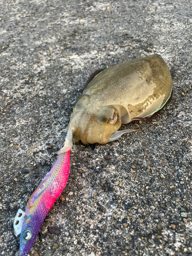 コウイカの釣果