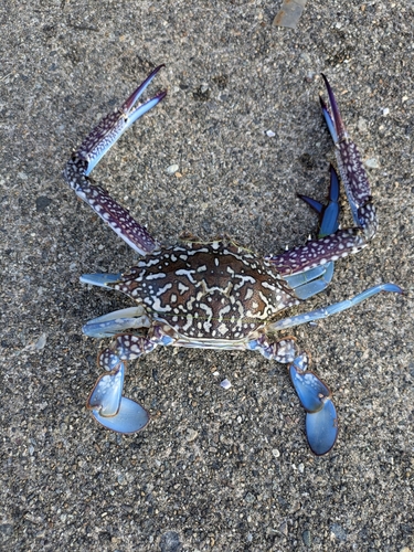 タイワンガザミの釣果