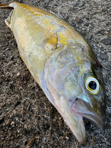 アオハタの釣果