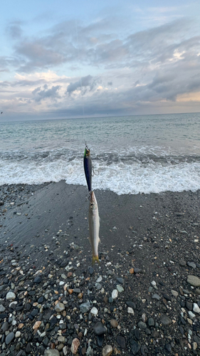 キスの釣果