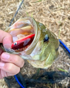 ブラックバスの釣果