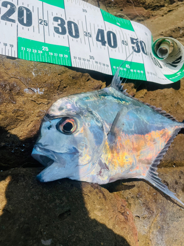 イトヒキアジの釣果