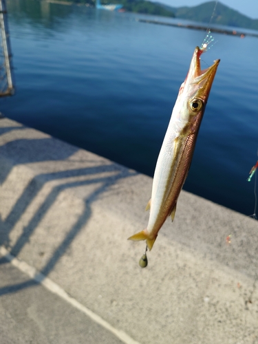 サバの釣果