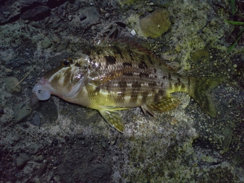 フエフキダイの釣果