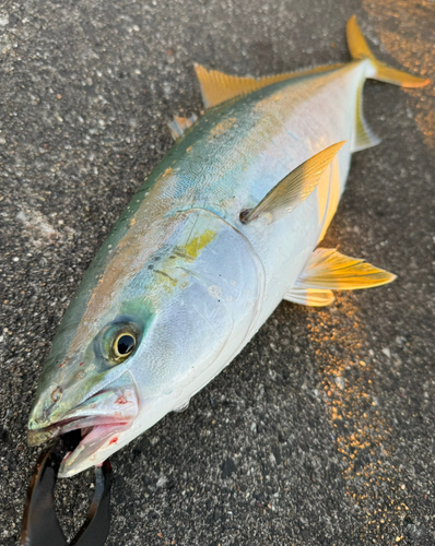 イナダの釣果