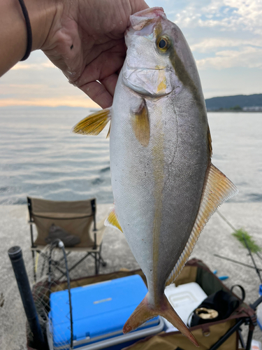 シオの釣果