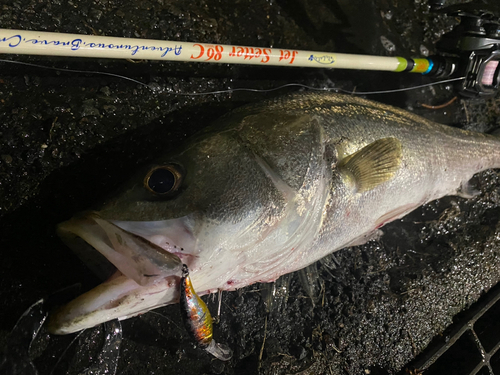 シーバスの釣果