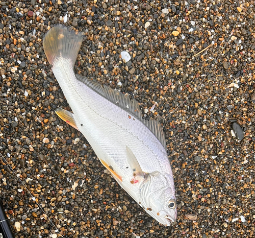 ニベの釣果