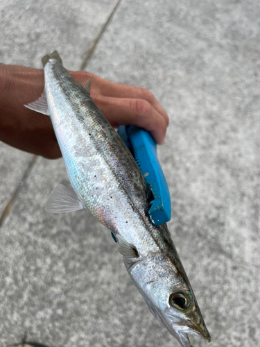 カマスの釣果