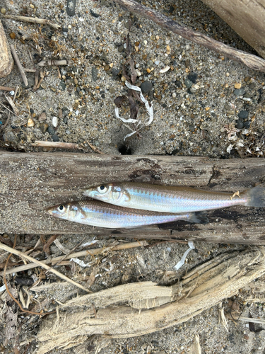 シロギスの釣果