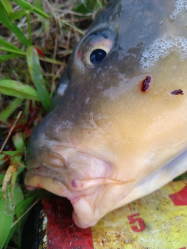 コイの釣果