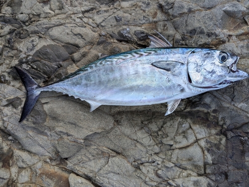 スマガツオの釣果