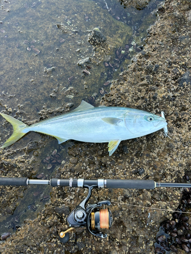 イナダの釣果