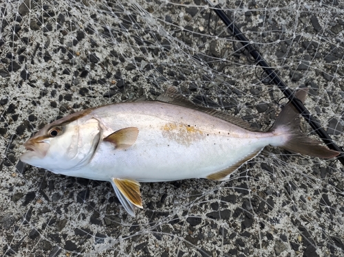 ショゴの釣果