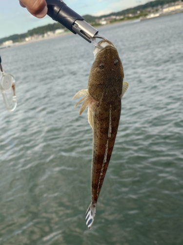 マゴチの釣果