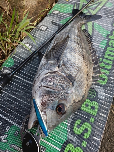 チヌの釣果