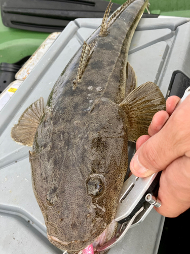 マゴチの釣果