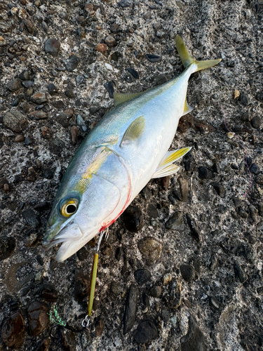 ワカシの釣果