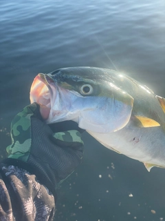 イナダの釣果