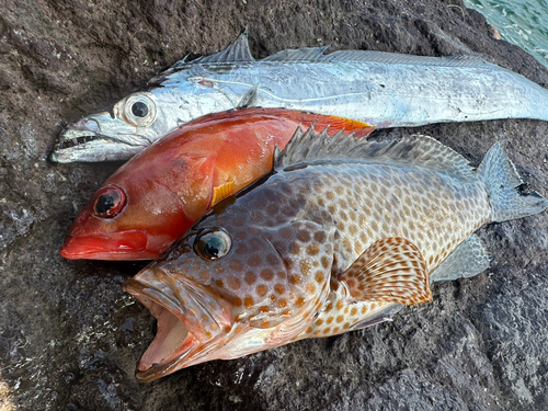 タチウオの釣果