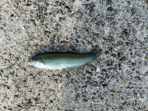 鳩の釜港