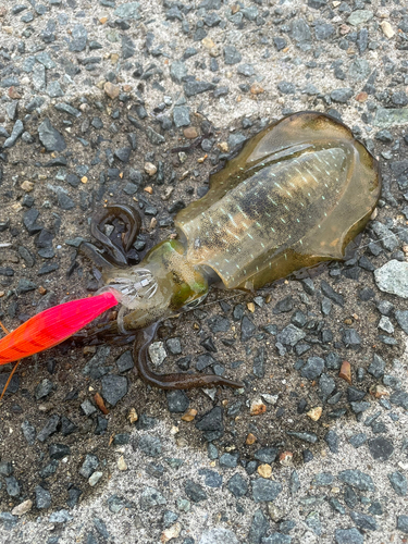 アオリイカの釣果