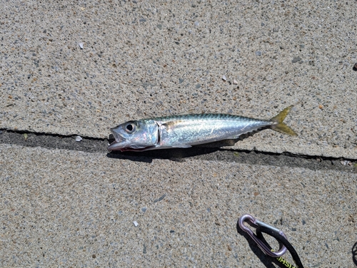 サバの釣果